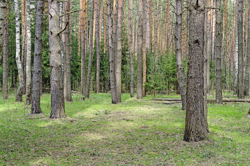 Big pine trunks in spring forest