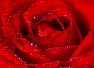closeup of red rose, valentine day and love concept