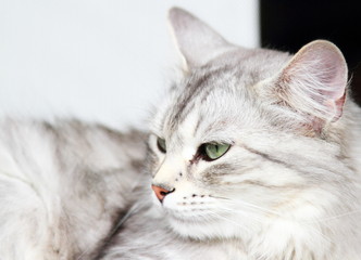Obraz na płótnie Canvas silver cat of siberian breed, female adult