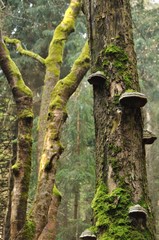 Tree trunk with moss and polypore