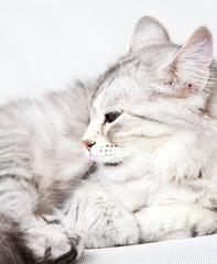 silver cat of siberian breed at three years,female adult