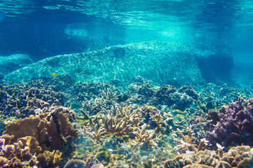Naklejka na ściany i meble Coral Reef Scene with Tropical Fish in sunlight