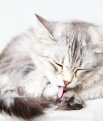 silver cat of siberian breed at three years,female adult