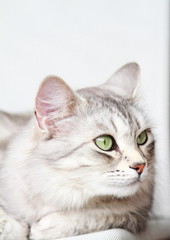 silver cat of siberian breed at three years,female adult