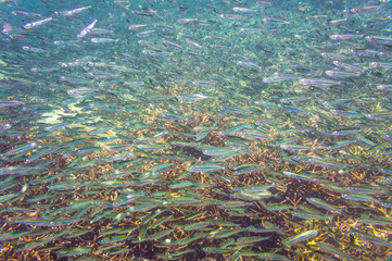 Fototapeta na wymiar School of anchovy in a blue sea with coral