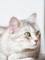 silver cat of siberian breed at three years,female adult