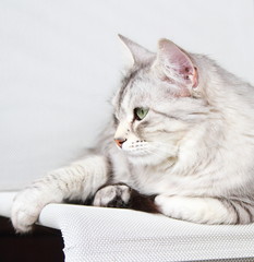 silver cat of siberian breed at three years,female adult