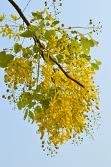 Golden shower flowers or Cassia fistula Linn.