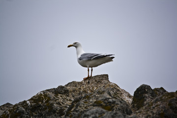 Bretagne