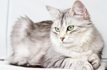 Plakat silver cat of siberian breed at three years,female adult