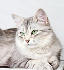 silver cat of siberian breed at three years,female adult