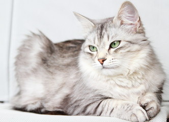 silver cat of siberian breed at three years,female adult