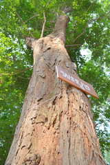 Siamese Rosewood