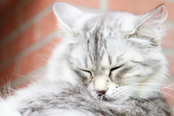 silver cat of siberian breed,female adult