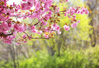 Sakura. Cherry Blossom in Springtime