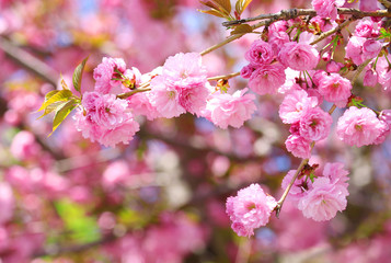 Fototapeta na wymiar Sakura. Cherry Blossom in Springtime, Beautiful Pink Flowers