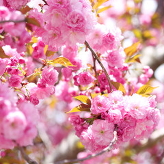 Sakura. Cherry Blossom in Springtime, Beautiful Pink Flowers