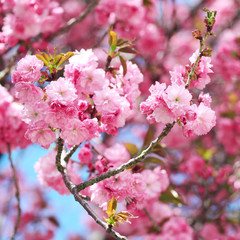 Sakura. Cherry Blossom in Springtime, Beautiful Pink Flowers