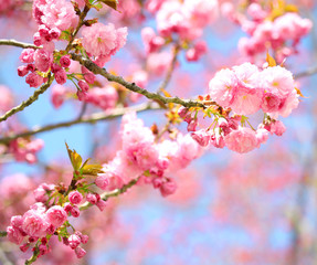 Sakura. Cherry Blossom in Springtime, Beautiful Pink Flowers