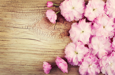 Naklejka na ściany i meble Cherry Blossom on Old Wooden Background. Sakura in Spring.