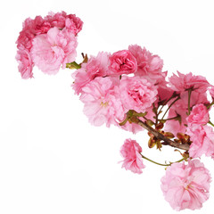Sakura. Cherry Blossom isolated on white, Beautiful Pink Flowers