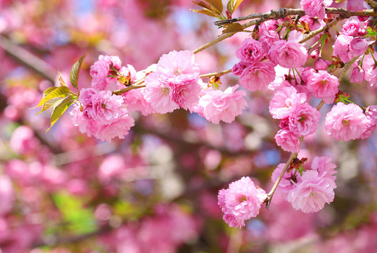 Sakura. Cherry Blossom in Springtime, Beautiful Pink Flowers