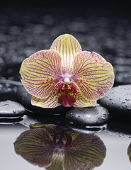 Fototapeta na wymiar Beautiful gorgeous orchid with zen stones on wet