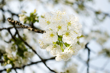 White cherry blossom