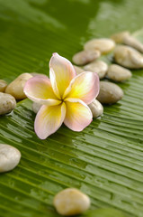 Obraz na płótnie Canvas frangipani and candle on banana leaf texture