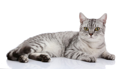 Fototapeta na wymiar Portrait of gray shothair cat looking camera isolated on white b