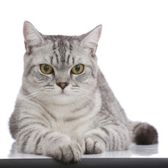 Portrait of gray shothair cat looking camera isolated on white b