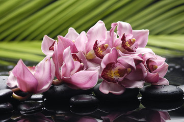 Branch orchid and stones with green leaves