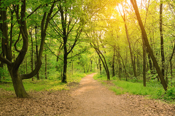 Fototapeta premium Morning light falls on a forest road