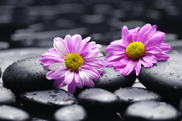 Fototapeta na wymiar Pink daisy with pebbles on wet background