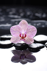 Fototapeta na wymiar Macro of gorgeous orchid with therapy stones
