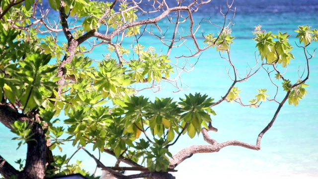 Branch of a tropical tree against the ocean shined with the sun