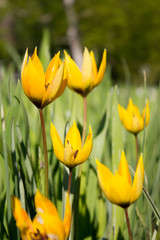 Obraz premium Wild-Tulpe