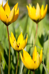 Fototapeta premium Wild-Tulpe