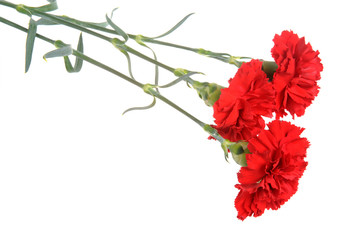 Three red cloves isolated