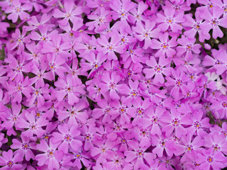 Fototapeta premium 桃色の芝桜
