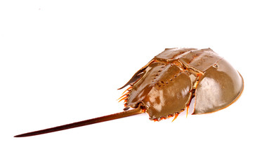 Horseshoe crab in isolated on white background
