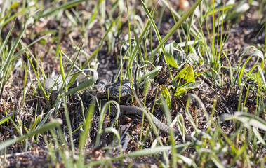Grass or ringed snake on the ground