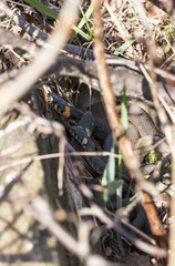 Three grass snakes lie on eachother