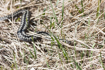 Common adder or viper on the ground