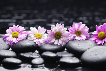 Row of daisy with pebbles on wet background