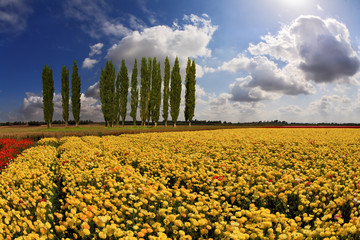 Panele Szklane Podświetlane  Boundless field with blooming  buttercups