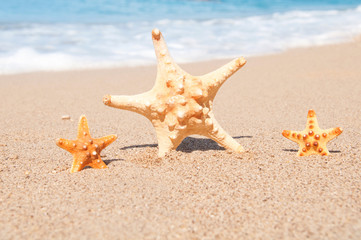Three starfish on the beach. Time to go to the resort.