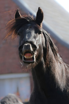 Flehmender Friese