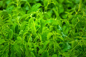 green nettles just after the rain