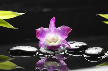 Macro of pink orchid and stones with bamboo green leaf